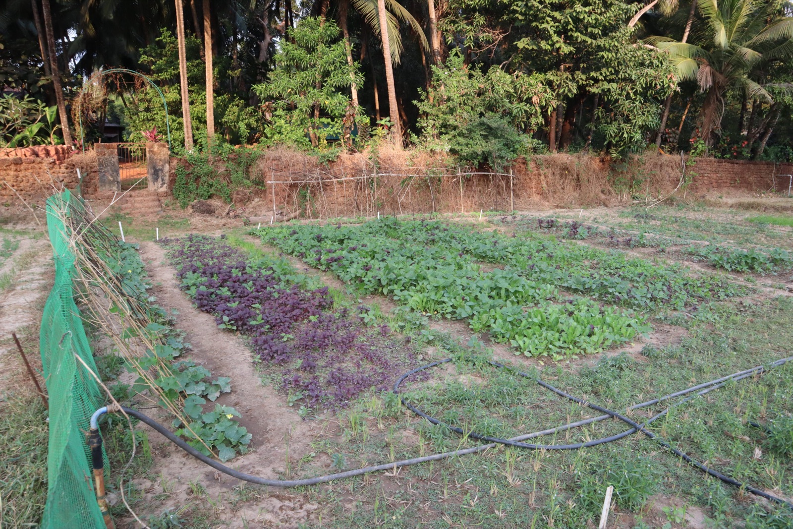 The vegetable beds on the organic farm