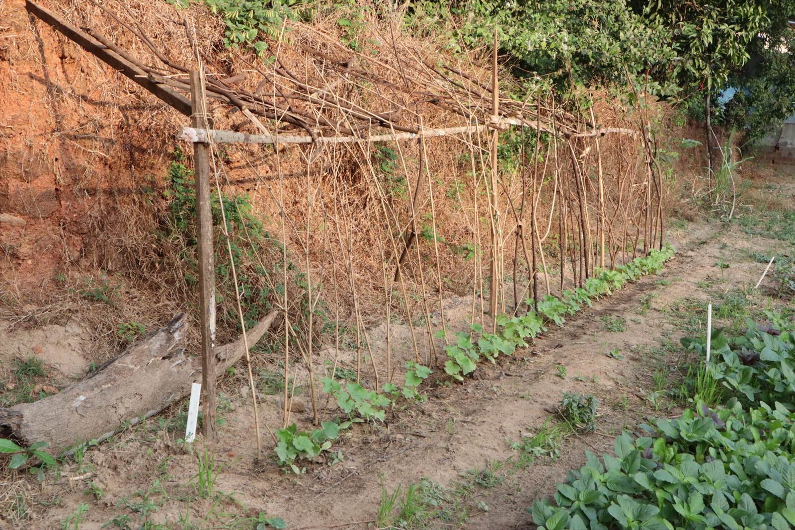 The bean trellises in the kitchen garden