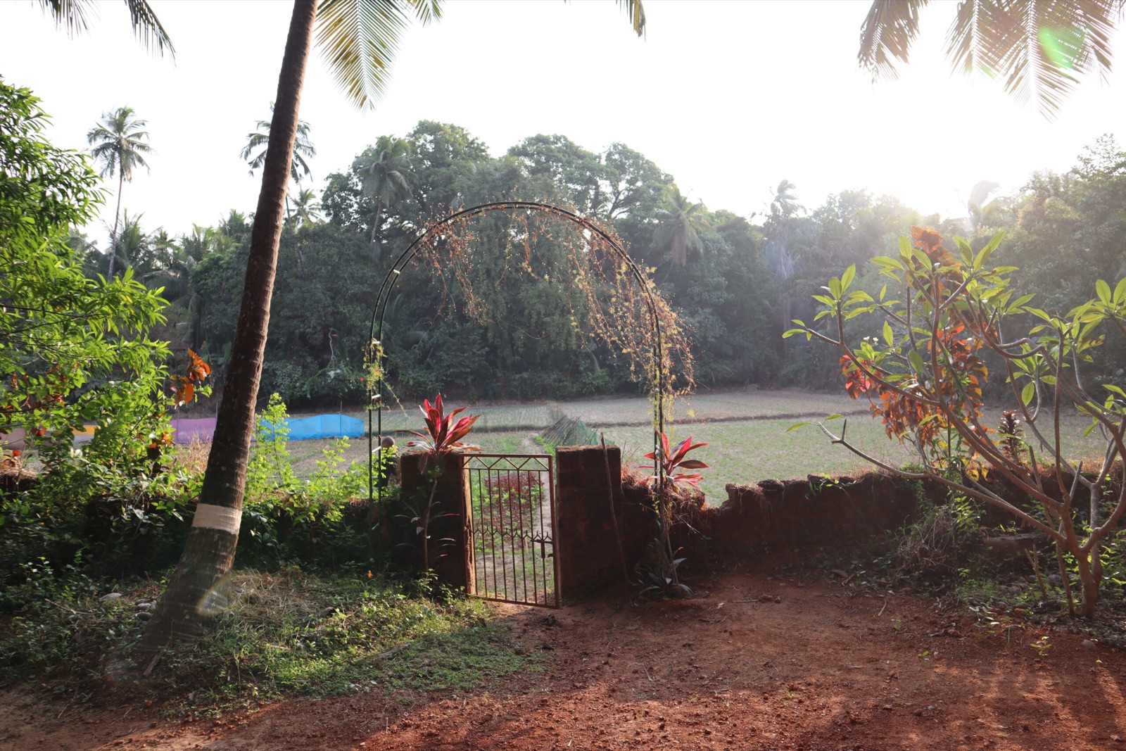 The gate onto the paddy fields at sunrise