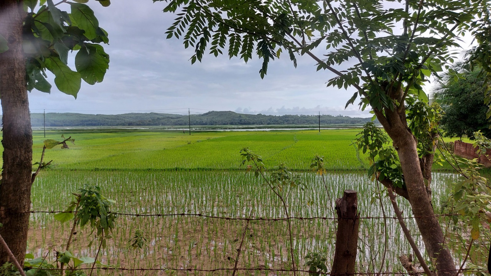 Rice paddies beside the ashram