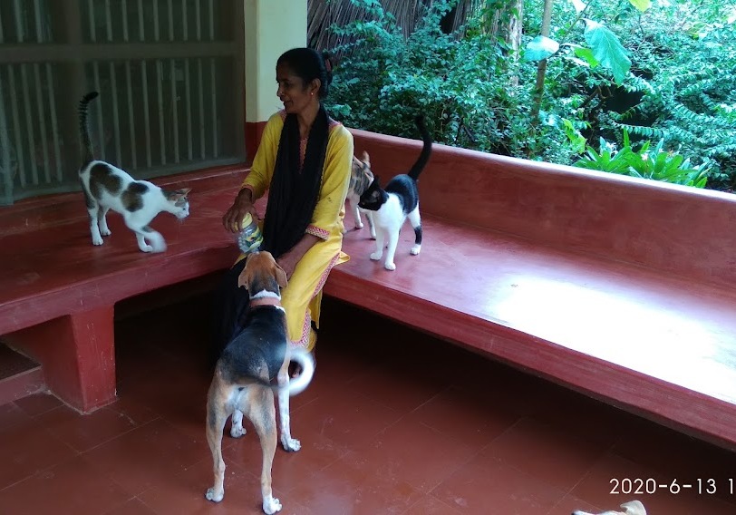 the annual anti-rabies & sterilization camp