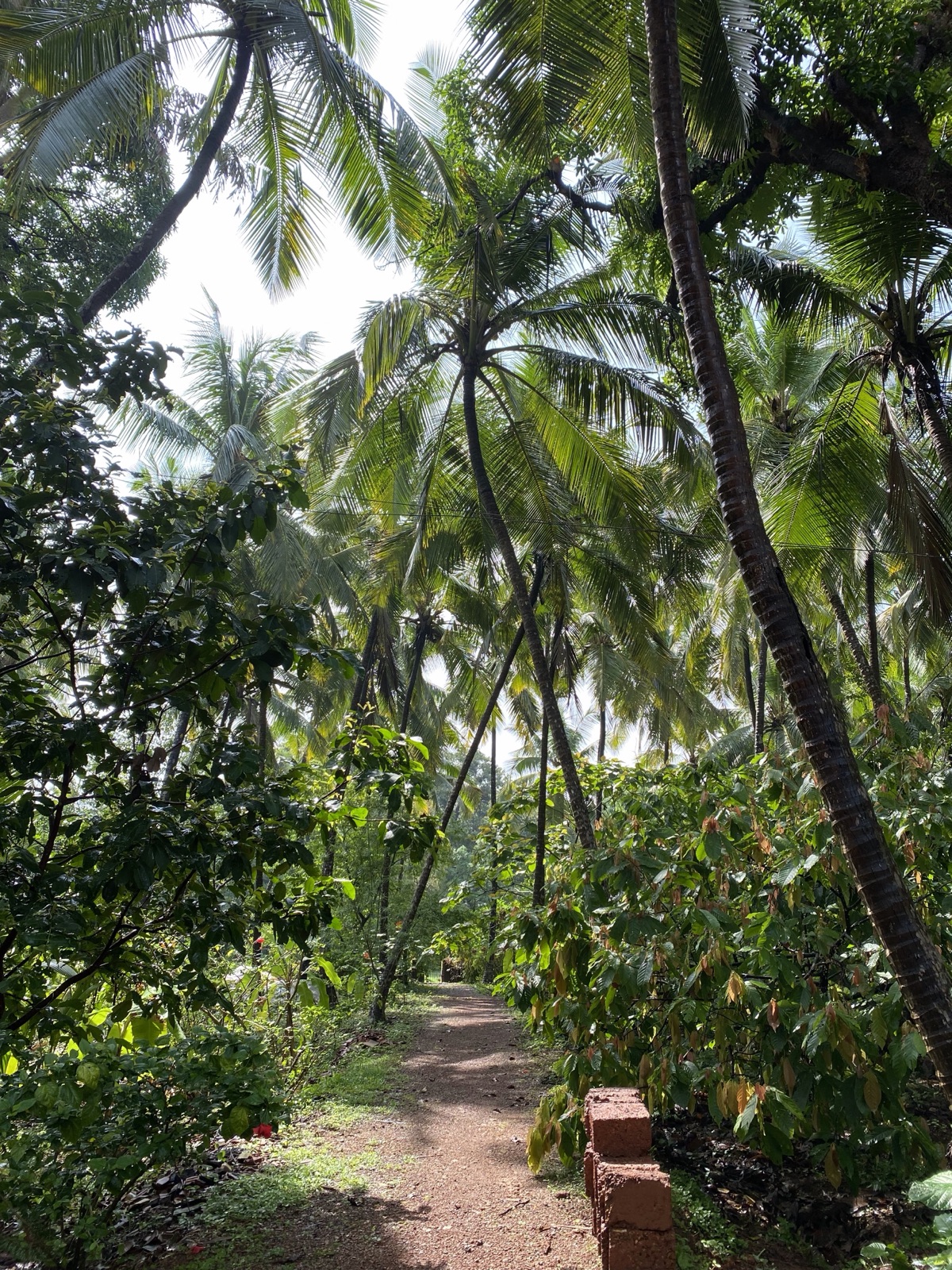 The path through the coconut grove